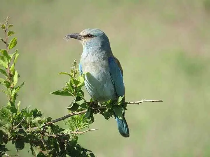 Abyssinian roller